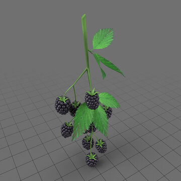 Blackberries on branch with leaves
