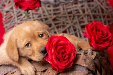 blond labrador puppy looks in love at the camera and has a red rose in its mouth. Valentine theme. Lies in a decorative basket.