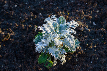 Lonely green plant covered with frost. Cold weather. Top view.