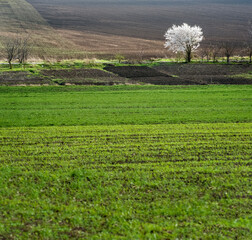 rural spring landscape with lonely tree in blossom