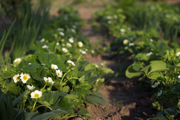 Blooming strawberry bushes in rows, gardening. Growing berries, summer sunny day. Copy space