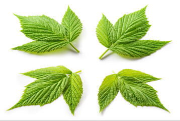 Raspberry leaf isolated. Green raspberry leaves isolate on white. Leaves set white background....