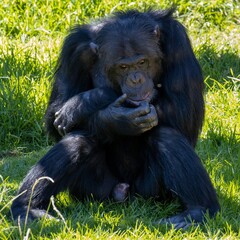 Chimpanzee Monkeys lazing around on a hot day