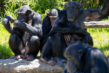 Chimpanzee Monkeys lazing around on a hot day