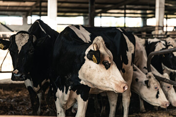 Close up of calves and cows on animal farm eating food. Meat industry concept.