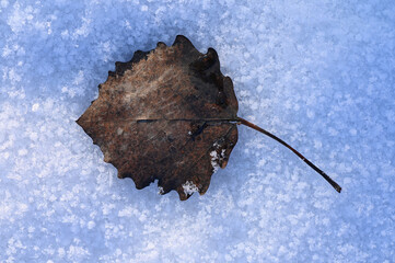 Bronw leaf from a birch lying on cold snow ground during winter
