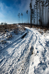 road through winter calamitous forest