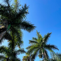 Obraz na płótnie Canvas A view of Royal Palm Trees from the base