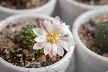 Pink and white flower with a yellow center cactus Rebutia albiflora in a white plastic pot on the windowsill. Close-up