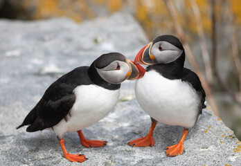 Puffin love