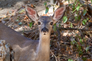 A female mule deer at Alum Rock Park