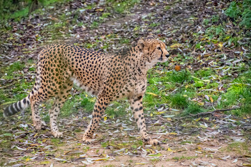 Cheetah big cat surveying its surroundings