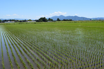 田園風景 山形県庄内平野