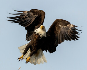 Bald Eagles