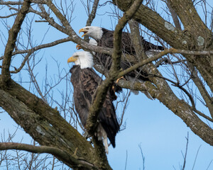 Bald Eagles