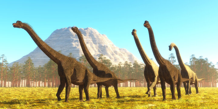 Brachiosaurus Herd Afternoon - Brachiosaurus was a tall herbivorous sauropod that lived during the Jurassic Period of North America.