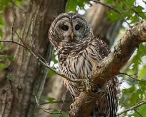 Barred Owl perched in a tree