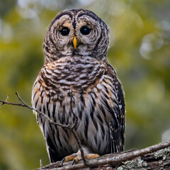 Barred Owl perched in a tree