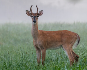 Young White Tail Deer Buck on a foggy morning