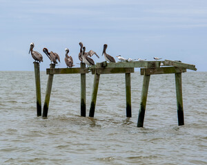 Pelicans sitting on a broken pier in the Mississippi Sound