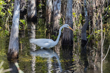 great egret on the prowl