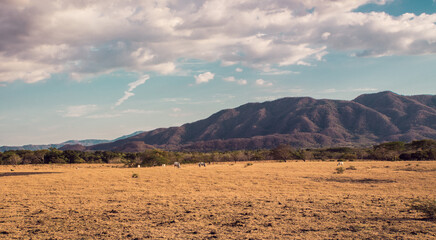 Fototapeta na wymiar Pampa Guanacasteca, Valle plano y arido con Ganado y caballos en Costa Rica