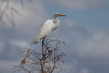 great egret in a tree top