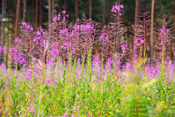 lilac field blooming fireweed on a sunny day in the forest, horizontal