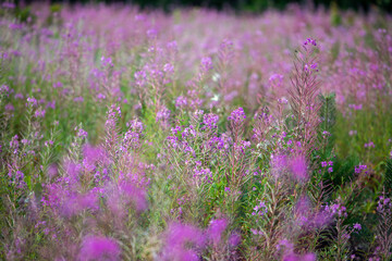 Obraz na płótnie Canvas blurry lilac field blooming fireweed on a sunny day, horizontal
