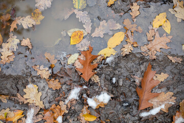 fallen oak leaves in the forest on the road in a puddle, natural background