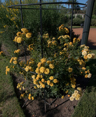 Roses spring blooming in the park. Beautiful Gold Medal Rose with flower clusters of intense yellow petals and iron staking, blooming in the garden.
