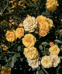 Roses spring blooming in the park. Beautiful Gold Medal Rose with flower clusters of intense yellow petals and iron staking, blooming in the garden.