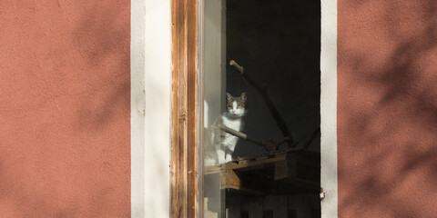 Tabby cat sitting behind the dirty glass of a wooden window in a red painted house wall