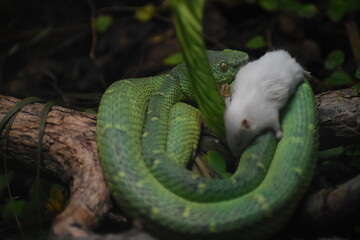 Green snake hungry eye