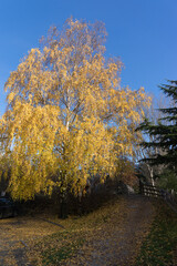 Picturesque landscape in Naturns in South Tyrol in autumn, a Cross of Jesus Christ at a path nearby a golden yellow birch tree in the sun, blue sky without clouds, no people
