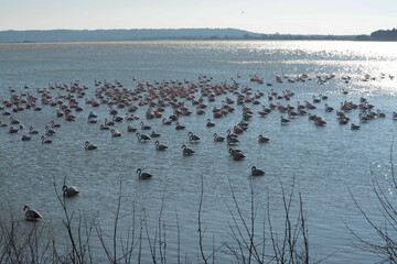 Groupe de flamants roses dans l'étang de La Palme, Aude, Languedoc, Occitanie.