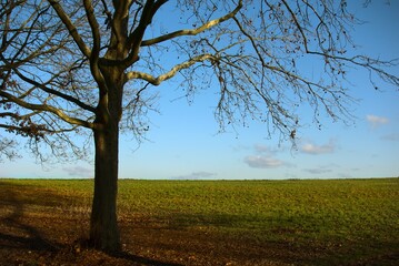 lonely tree on a meadow with clear blue sky