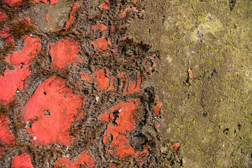 Aged concrete wall texture. Old textured cement grunge wall surface background pattern with cracks, scratches, moss and stains.