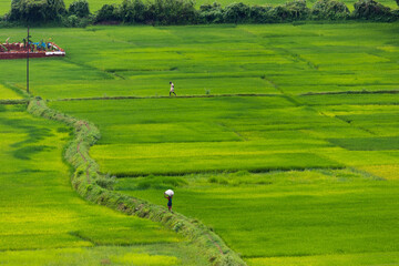Fototapeta na wymiar Aerial view of farmers walking through cultivated green agricultural land in Indian village side
