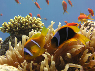 nemo fish in anemone