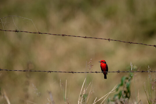 pássaro vermelho