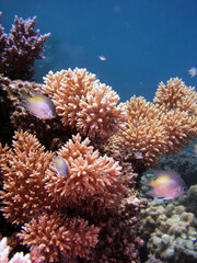 coral reef and coral