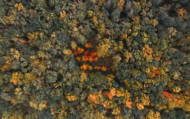 Beautiful autumn forest aerial top view.
