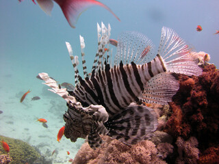 lion fish