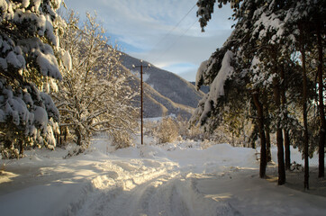 Fototapeta premium Sunset in the wood between the trees strains in winter period