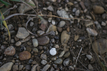 stones on the banks of a mountain river, a snail