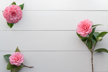 Three Pink Camellia Flowers on White Wood Background