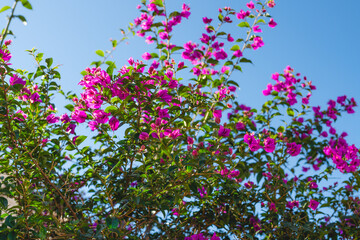 Obraz na płótnie Canvas Bougainvillea in bloom. Beautiful magenta flowers and clear blue sky, floral background