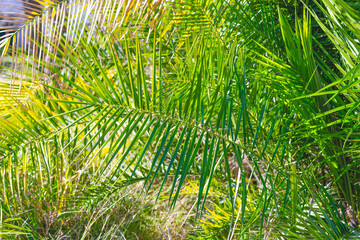 Date palm leaves close up as tropical green floral background.