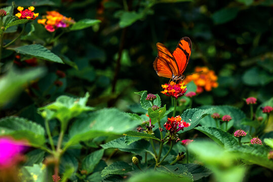 borboleta